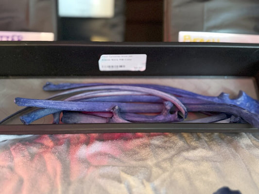 Animal Bone RIB-Color